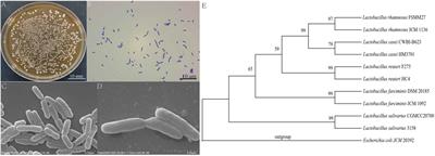 Assessment of the safety and probiotic characteristics of Lactobacillus salivarius CGMCC20700 based on whole-genome sequencing and phenotypic analysis